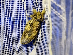 Peridea anceps