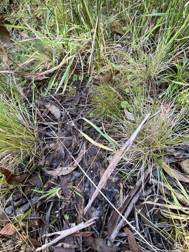 Calamagrostis gunniana, 2024-04-25