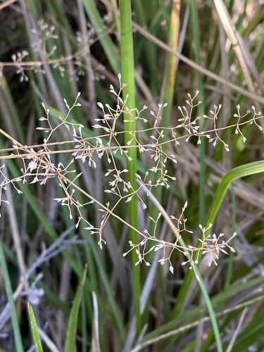 Calamagrostis gunniana, 2024-04-25