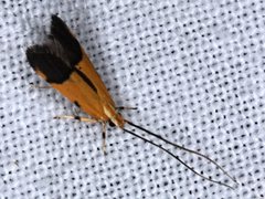 Crocanthes micradelpha