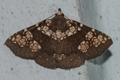Saroba pustulifera