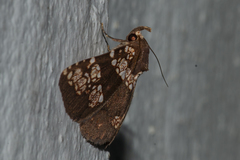 Saroba pustulifera