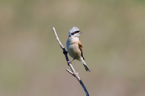 Chinese Penduline Tit (Remiz consobrinus), photo 10
