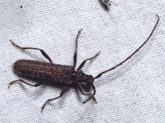 Phlyctaenodes pustulata