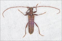 Phlyctaenodes pustulata