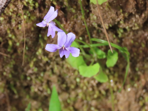 Image of Viola silicestris by (c) ian_mcallan, some rights reserved (CC BY)