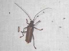 Phlyctaenodes pustulosa
