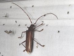 Phlyctaenodes pustulosa