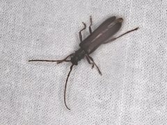 Phlyctaenodes pustulosa