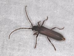 Phlyctaenodes pustulosa