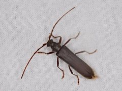 Phlyctaenodes pustulosa