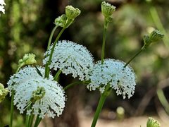 Trachymene composita