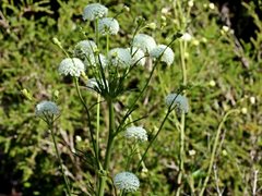 Trachymene composita