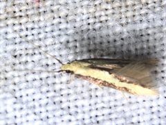 Opogona stenocraspeda