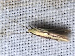 Opogona stenocraspeda