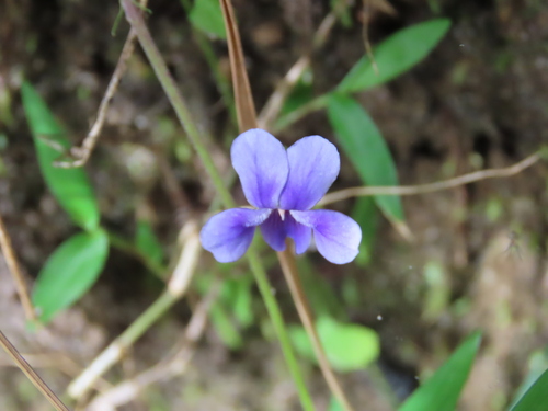 Image of Viola silicestris by (c) ian_mcallan, some rights reserved (CC BY)