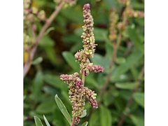 Atriplex paludosa