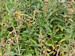 Atriplex paludosa
