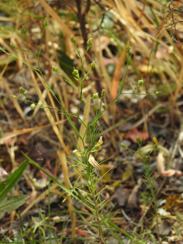 Linum setaceum (Linum setaceum)