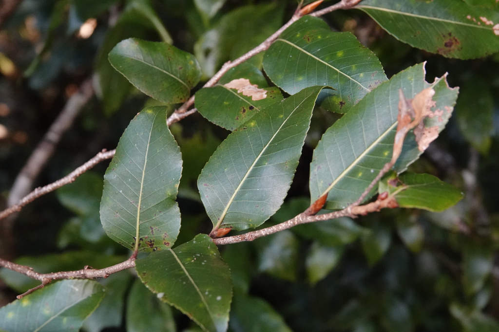 Australian beech from Best of All Lookout, Numinbah NSW 2484, Australia ...