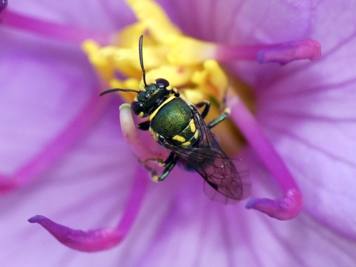 Disrupted Beautiful-Masked bee photo 5