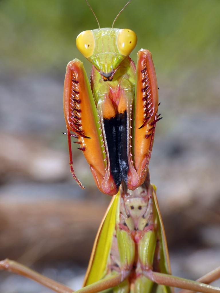 Giant rainforest mantis