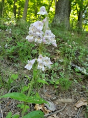 Penstemon canescens