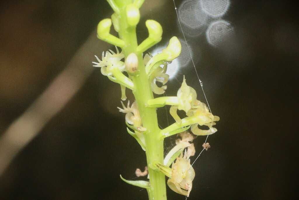 Crepidium lancifolium