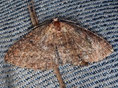 Casbia melanops