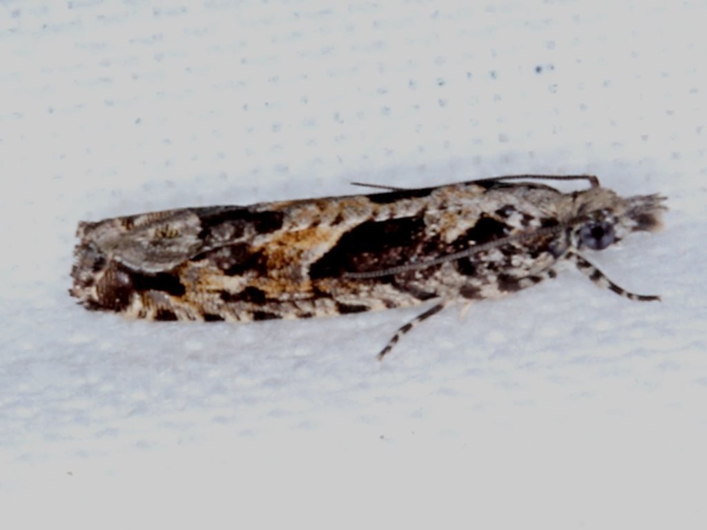 Holocola deloschema