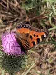 Aglais urticae chinensis