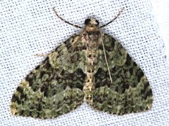 Austrocidaria erasta