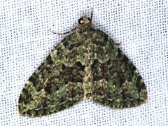 Austrocidaria erasta