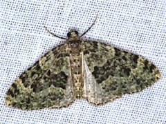 Austrocidaria erasta