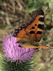 Aglais urticae chinensis