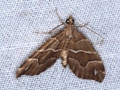 Chaetolopha leucophragma