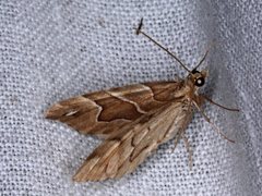 Chaetolopha leucophragma