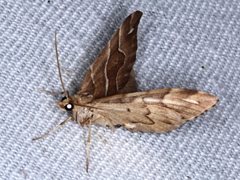 Chaetolopha leucophragma