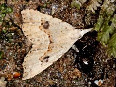 Trigonistis asthenopa