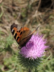 Aglais urticae chinensis