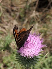 Aglais urticae chinensis