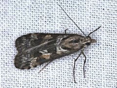 Nomophila corticalis