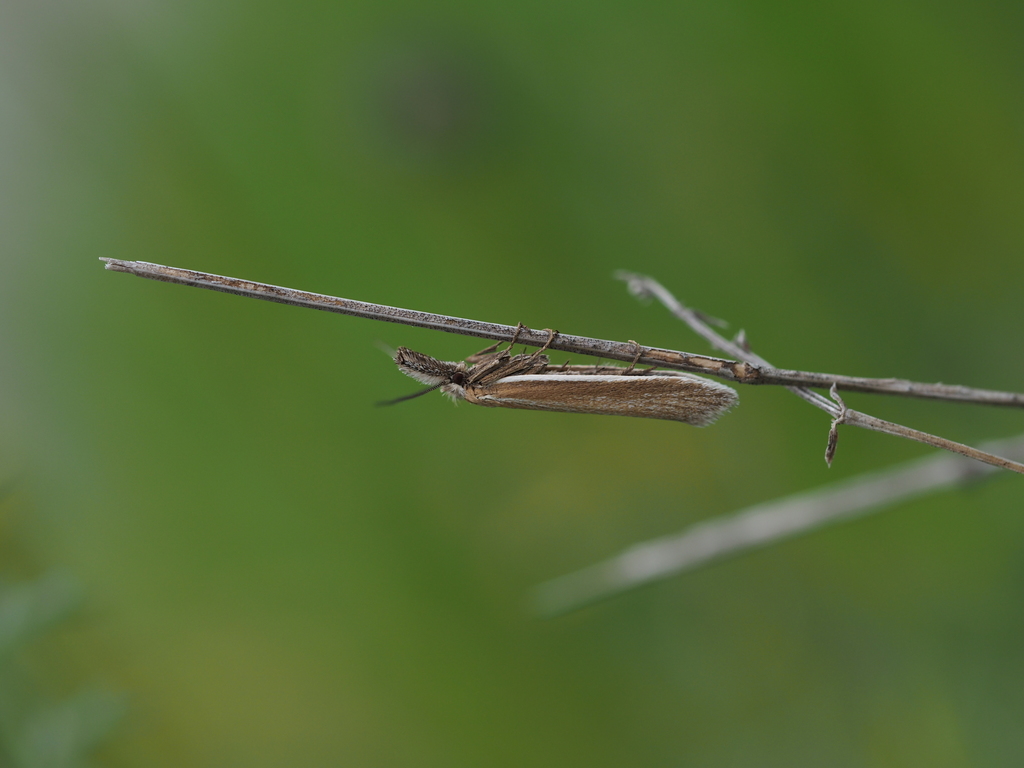 Pleurota marginella