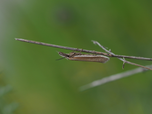 Pleurota marginella