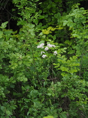 Valeriana officinalis