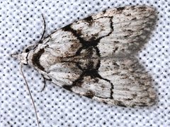 Nola delograpta