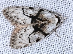 Nola delograpta