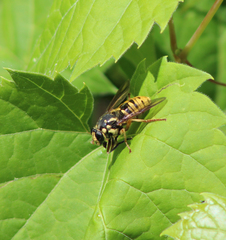 Temnostoma alternans