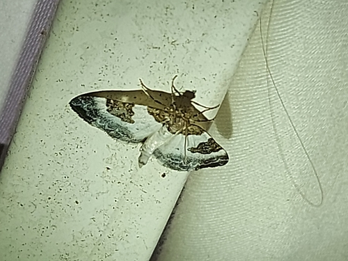 Blue-bordered Carpet, 3522 JN Utrecht, Netherlands, photo 3 of 10