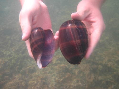 Atlantic Deer Cowrie